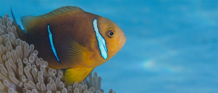 Image of a yellow and blue tropical fish