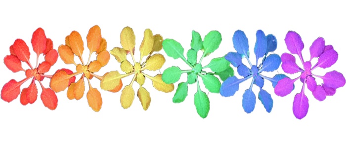 Microscopic multi-coloured breakdown of a strip of plant molecules