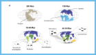 Fig 7. Protoparvovirus evolution has been shaped by mammalian vicariance. (a) Mollweide projection maps showing how patterns of continental drift from 200–35 led to periods of biogeographic isolation for terrestrial mammals in Laurasia (Europe and Asia), South America, Australia, Africa, and Madagascar. The resulting vicariance is thought to have contributed to the diversification of mammals