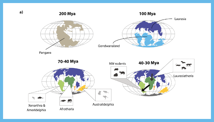 Fig 7. Protoparvovirus evolution has been shaped by mammalian vicariance. (a) Mollweide projection maps showing how patterns of continental drift from 200–35 led to periods of biogeographic isolation for terrestrial mammals in Laurasia (Europe and Asia), South America, Australia, Africa, and Madagascar. The resulting vicariance is thought to have contributed to the diversification of mammals