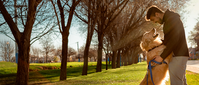 A happy Labrador jumping up on its owner in a park on a sunny day