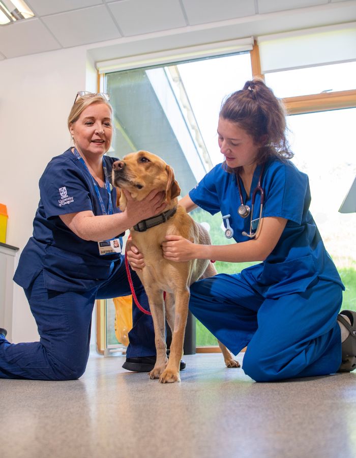 A student and clinician examine a dog in the consultation rooms at the Small Animal Hospital