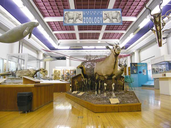 Antelope and other animals on display in the Zoology Museum