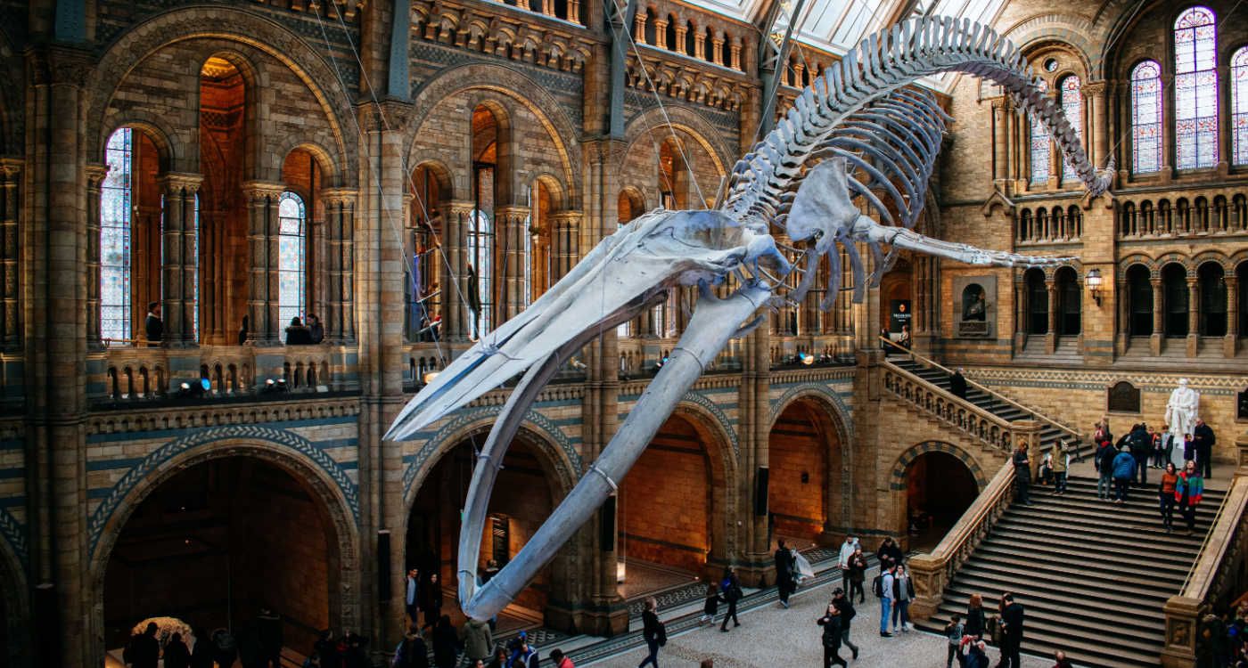 Blue whale skeleton in the main hall of the Natural History Museum of London [photo: Bruno Souza, Unsplash]