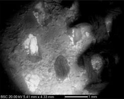 Scanning Electron Micrograph of corroded area on the composite bead pendant. The darker petal shapes are surviving organic threads - remnant textile surfaces; the lightest petal shapes are uncorroded silver – ghost textile surfaces (Image © National Museums Scotland).