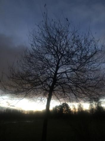 moody sky behind a winter tree