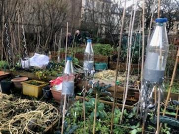 a picture of empty bottles hung on sticks in a community garden used to suspend protective netting over seedlings