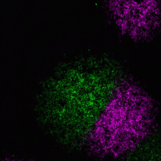 Two influenza A viruses, one labelled magenta and one labelled green, have spread rapidly across this sheet of cells, but are unable to cross into each other’s territory. •	Image credit: Anna Sims, MRC-University of Glasgow Centre for Virus Research