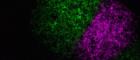 Two influenza A viruses, one labelled magenta and one labelled green, have spread rapidly across this sheet of cells, but are unable to cross into each other’s territory. •	Image credit: Anna Sims, MRC-University of Glasgow Centre for Virus Research