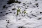 Snowdrops growing out of snow