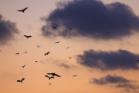 Bats flying in the sky at sunset