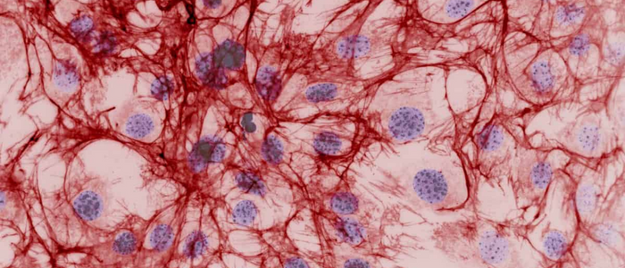 Microscopic view of a cluster of cells