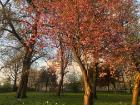 a view of several autumnal trees with oranged leaves as the seasons change