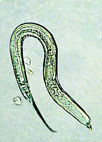 Nematode worm