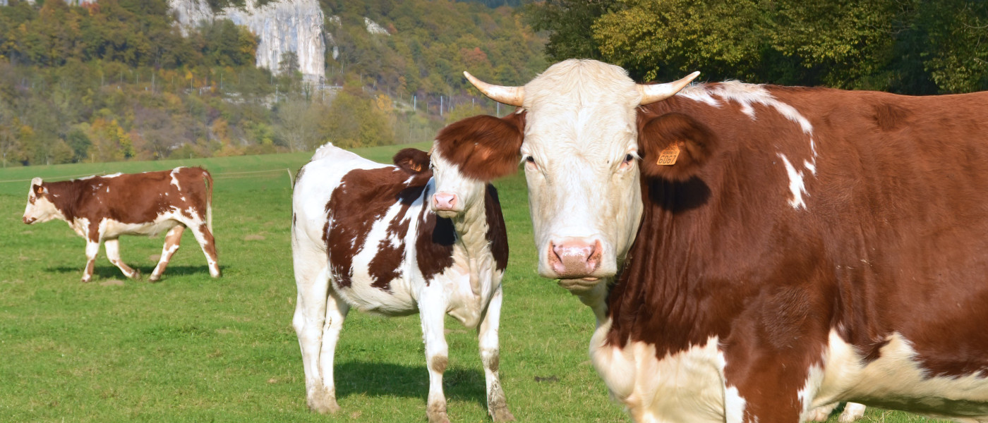 Dairy cows in a field in the sunshine looking to camera