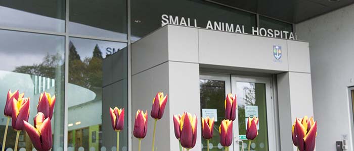 Image of the front of the small animal hospital with tulips out front