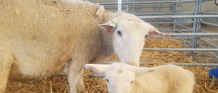 Image of a sheep with a lamb in a pen of hay