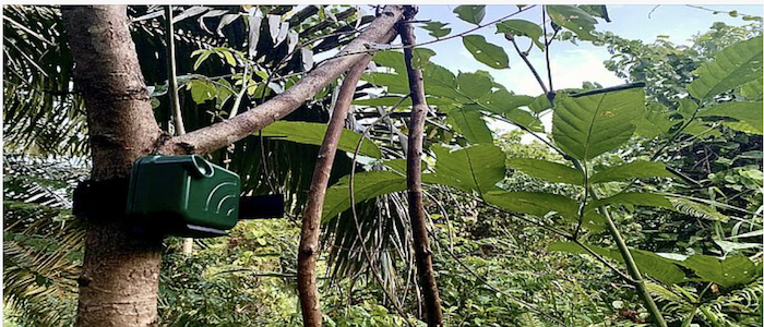 Image of a scientific microphone attached to a tree