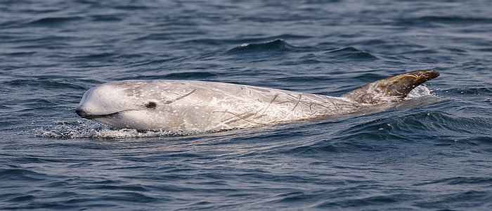 Image of a dolphin in the wild