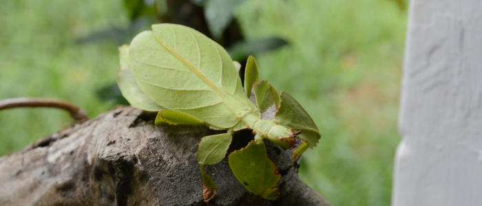 Leaf insect.