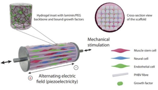 Piezoelectric fibres containing cells