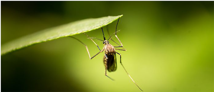 Image of a mosquito attached to a leaf