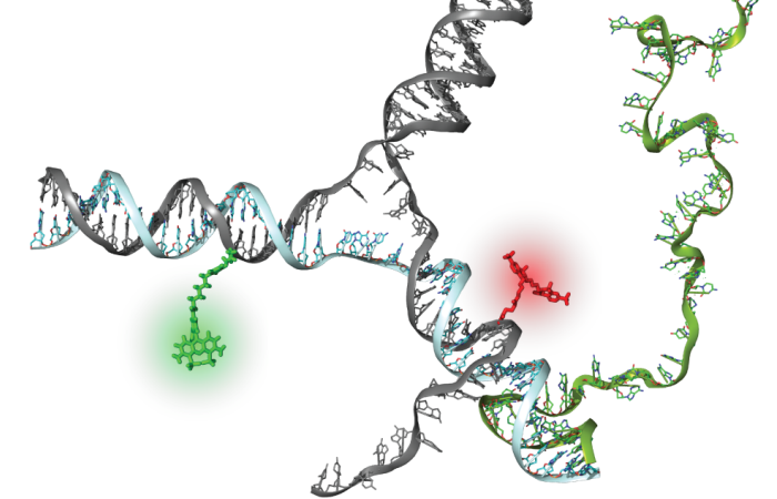 Molecular structure of a DNA assembly with conjugated fluorophores