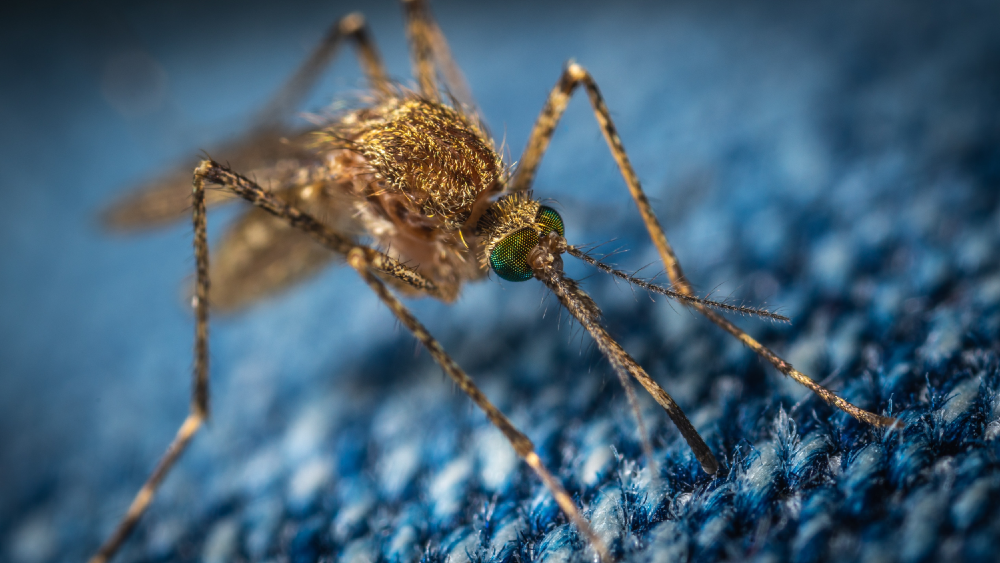 A high-resolution close up of a mosquito on blue fabric