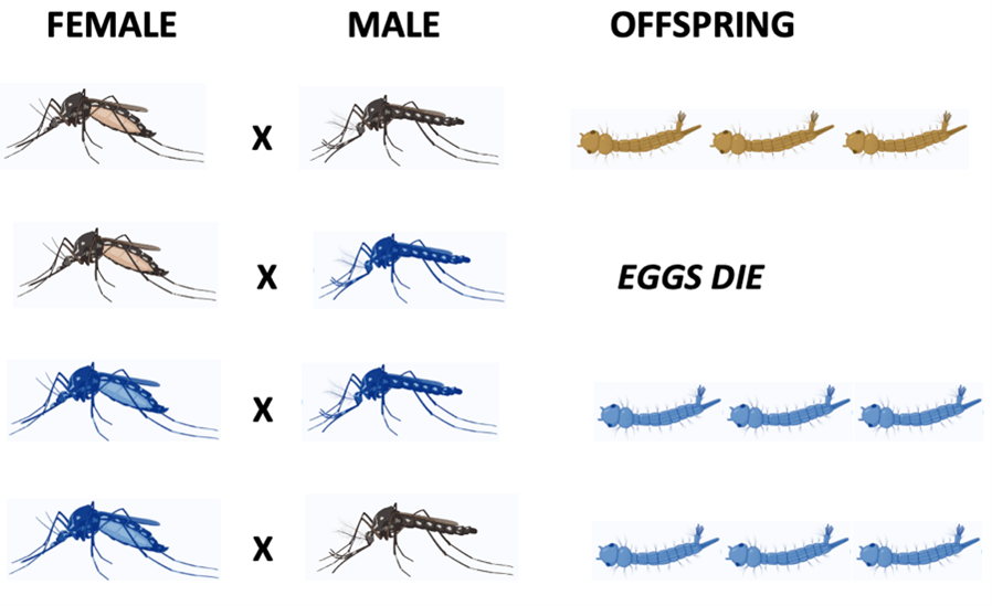 Cytoplasmic incompatibility