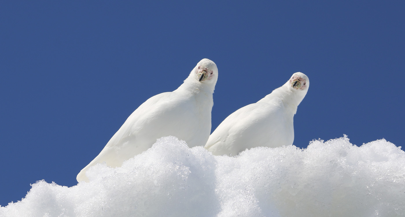 A pair of sheathbills in the snow