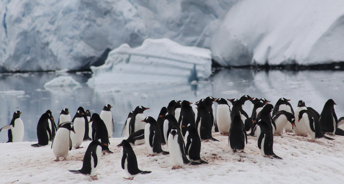 A colony of penguins