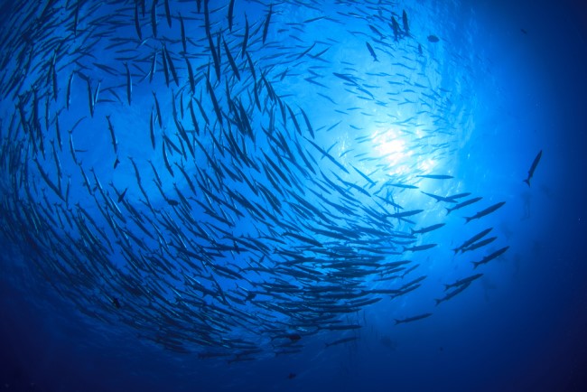 Barracuda fish in the ocean