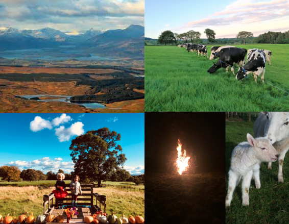 4 images of Cochno farm including lambs, cows and children in a pumpkin patch