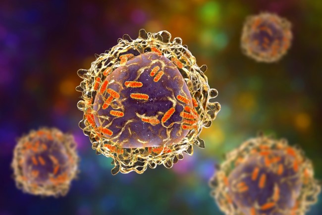 Illustration of leukaemia cells