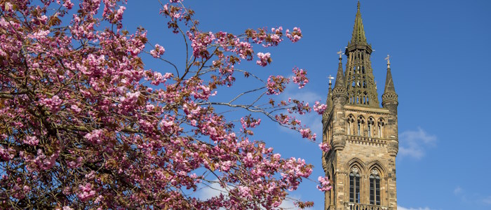 Rose tree leaves and the Uni tower with a blue sky