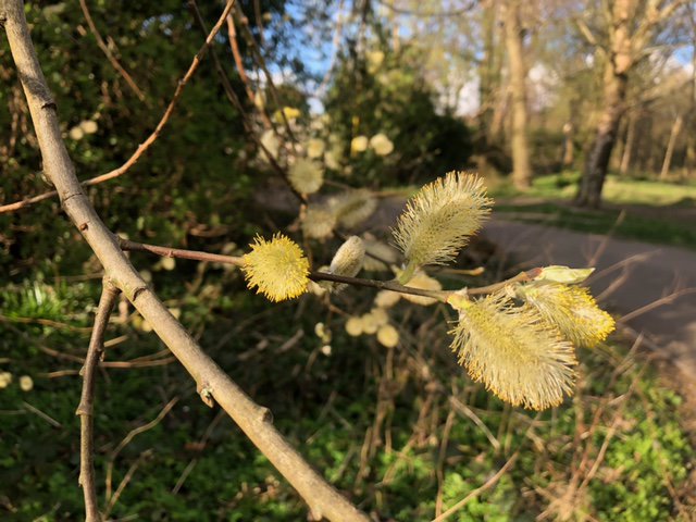 A photo of buds on a tree in Spring.