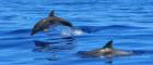 Image of two dolphins leaping in the sea