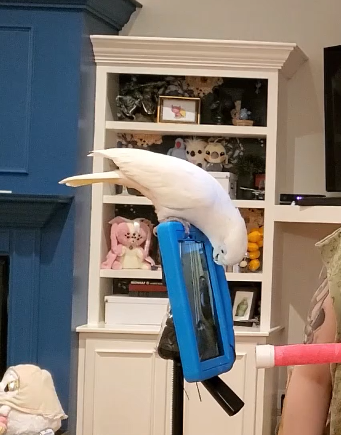 Parrot