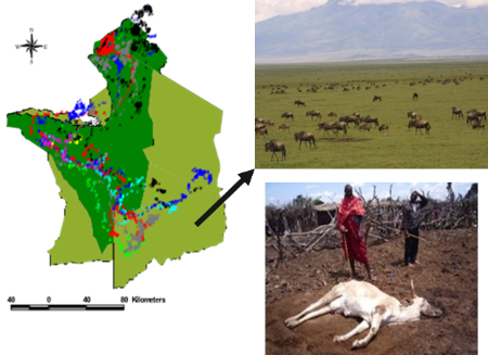 Image of MCF afflicted areas in Kenya