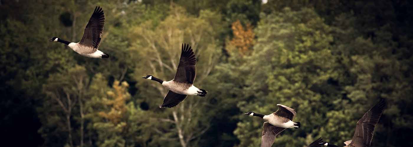 Image of 3 flying geese with trees in the background