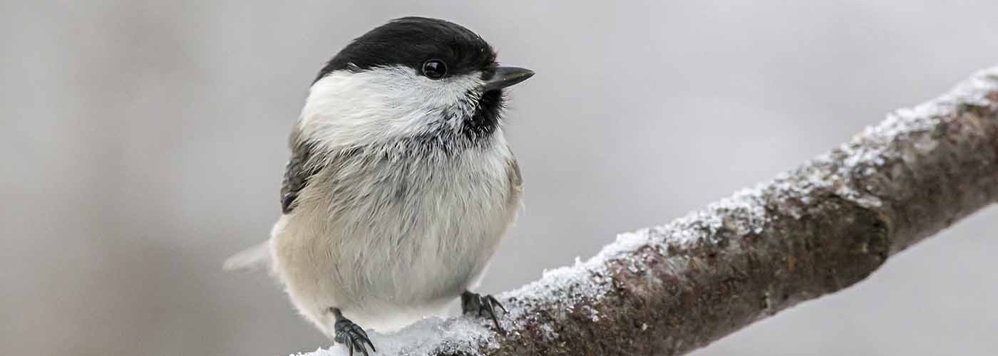 Image of a Willow Tit on a branch with snow