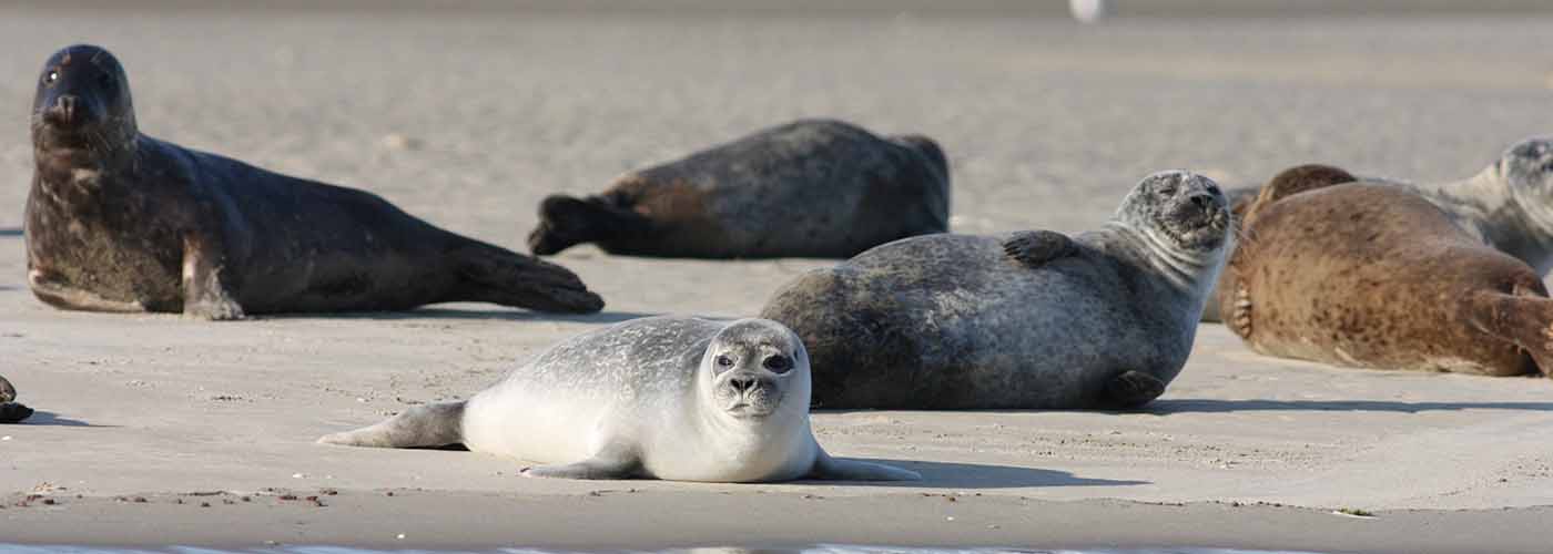 Image of seals lying on a beach