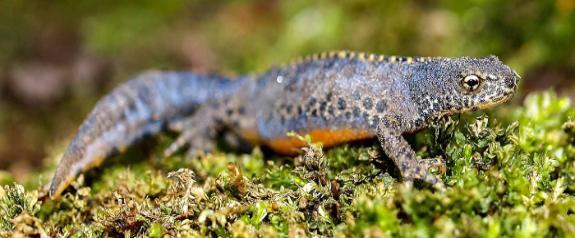 Image of an alpine newt on mossy branch