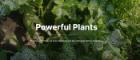 Powerful plants 700x300