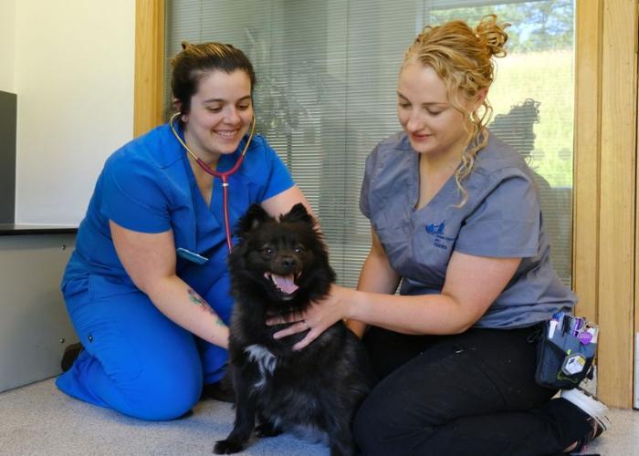 Two Pet Practice vets measuring the heart rate of a dog patient using a stethoscope