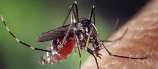 Close up image of Aedes Aegypti mosquito
