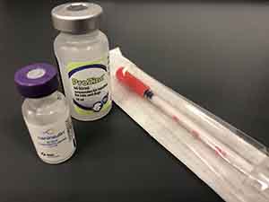 Image of cat and dog insulin and syringe