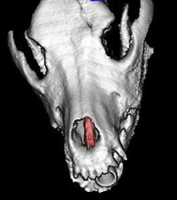 Dog head scan