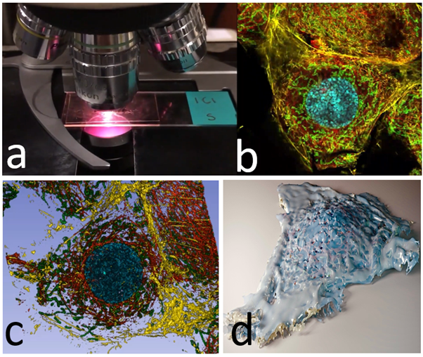 XR-Life Science basic workflow.  a) Images are scanned using either confocal microscopy (as shown) or MRI or EM 3D block.  b) Image volumes are created.  c) features of interest are segmented.  d) data is processed further to enable photorealistic rendering, 3D printing, animation and VR viewing.