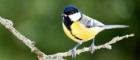 Bird - Uban Great Tit